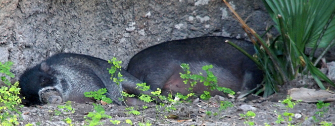 [The parent is on the right with its head behind a plant as it snoozes with its belly toward the camera. The younster lays with its butt against the parent's butt. The youngster is not quite half the size of the adult. Its head is visible and black up to the white ring around its snout. The rest of the snout and body are grey.]